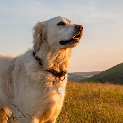 HAMA Тракер за Android „Find My Device“, с приложение, Bluetooth, бял - image 9