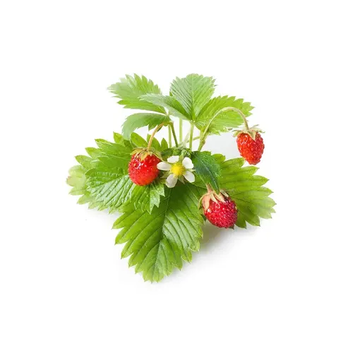 Семена Click and Grow Дива ягода, 3 броя - image 1