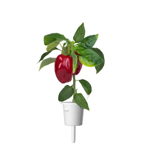 Семена Click and Grow Червен сладък пипер, 3 броя - image 2