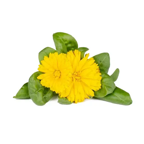 Семена Click and Grow Невен, 3 броя - image 1