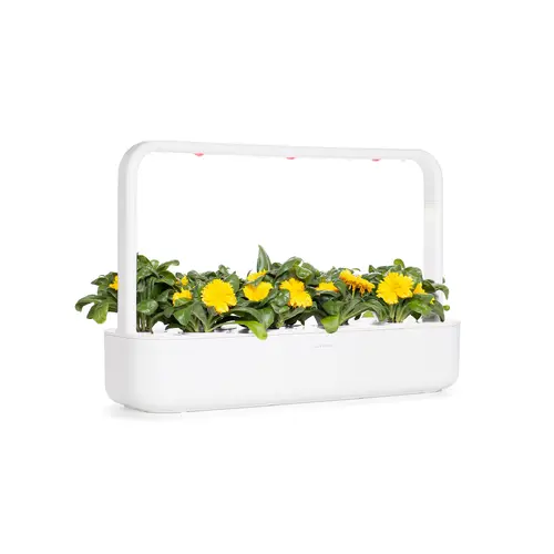 Семена Click and Grow Невен, 3 броя - image 4
