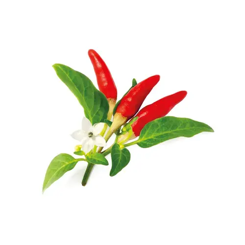 Семена Click and Grow Червена чили чушка, 3 броя - image 1
