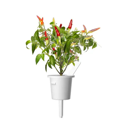 Семена Click and Grow Червена чили чушка, 3 броя - image 2
