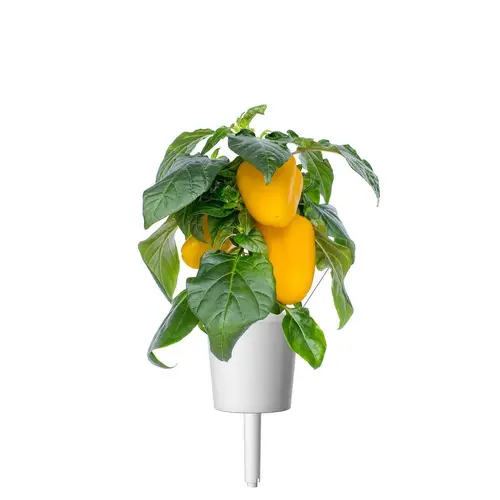 Семена Click and Grow Жълта сладка чушка, 3 броя - image 2