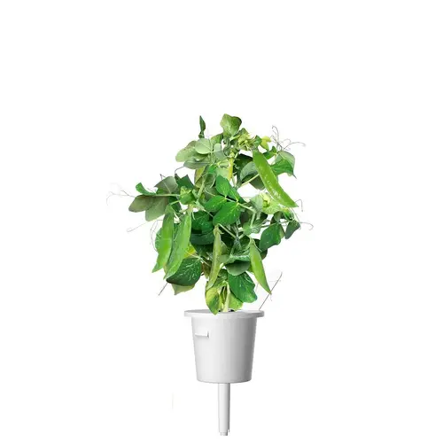 Семена Click and Grow Грах джудже, 3 броя - image 2