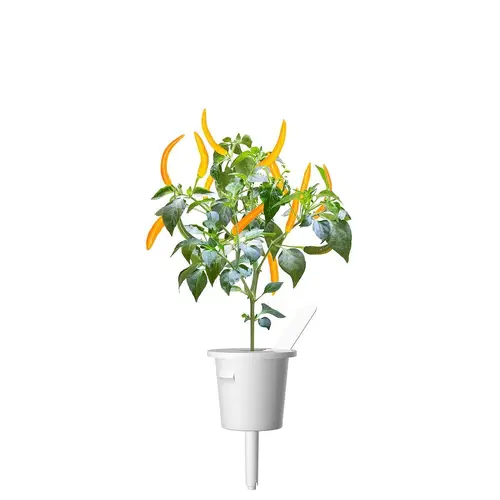Семена Click and Grow Жълта чили чушка, 3 броя - image 2