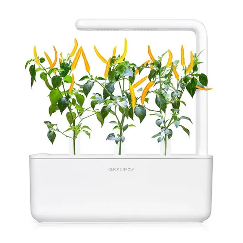 Семена Click and Grow Жълта чили чушка, 3 броя - image 3