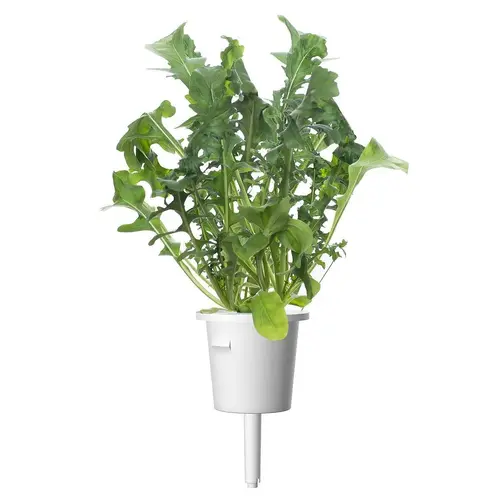 Семена Click and Grow Рукола, 3 броя - image 1