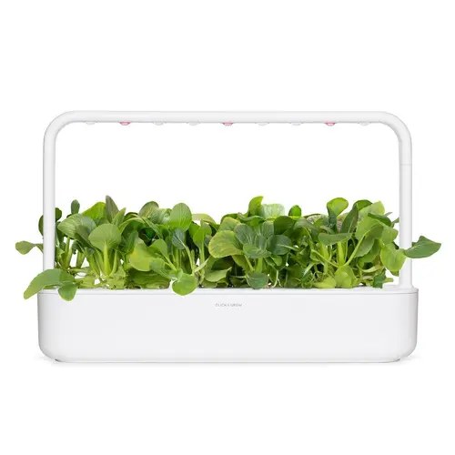 Семена Click and Grow Бок (Пак) Чой, 3 броя - image 3