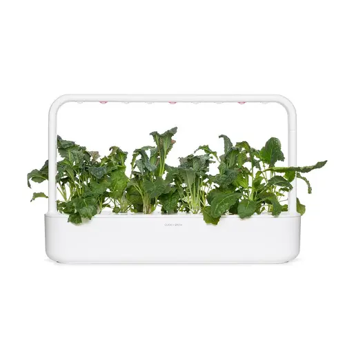 Семена Click and Grow Италиански кейл, 3 броя - image 2