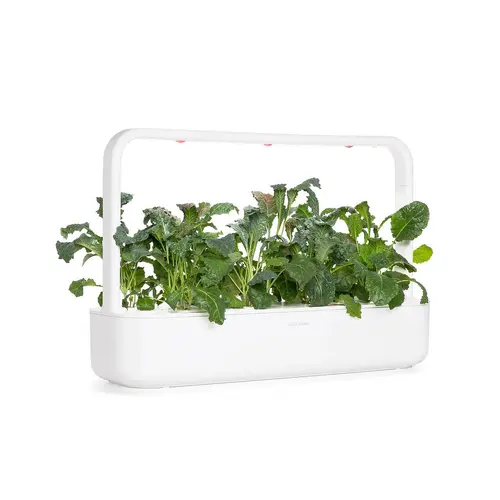Семена Click and Grow Италиански кейл, 3 броя - image 3