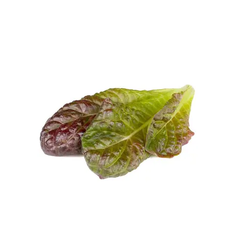 Семена Click and Grow Червена маруля Ромен, 3 броя - image 1