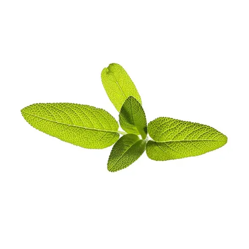 Семена Click and Grow Градинска салвия, 3 броя - image 1
