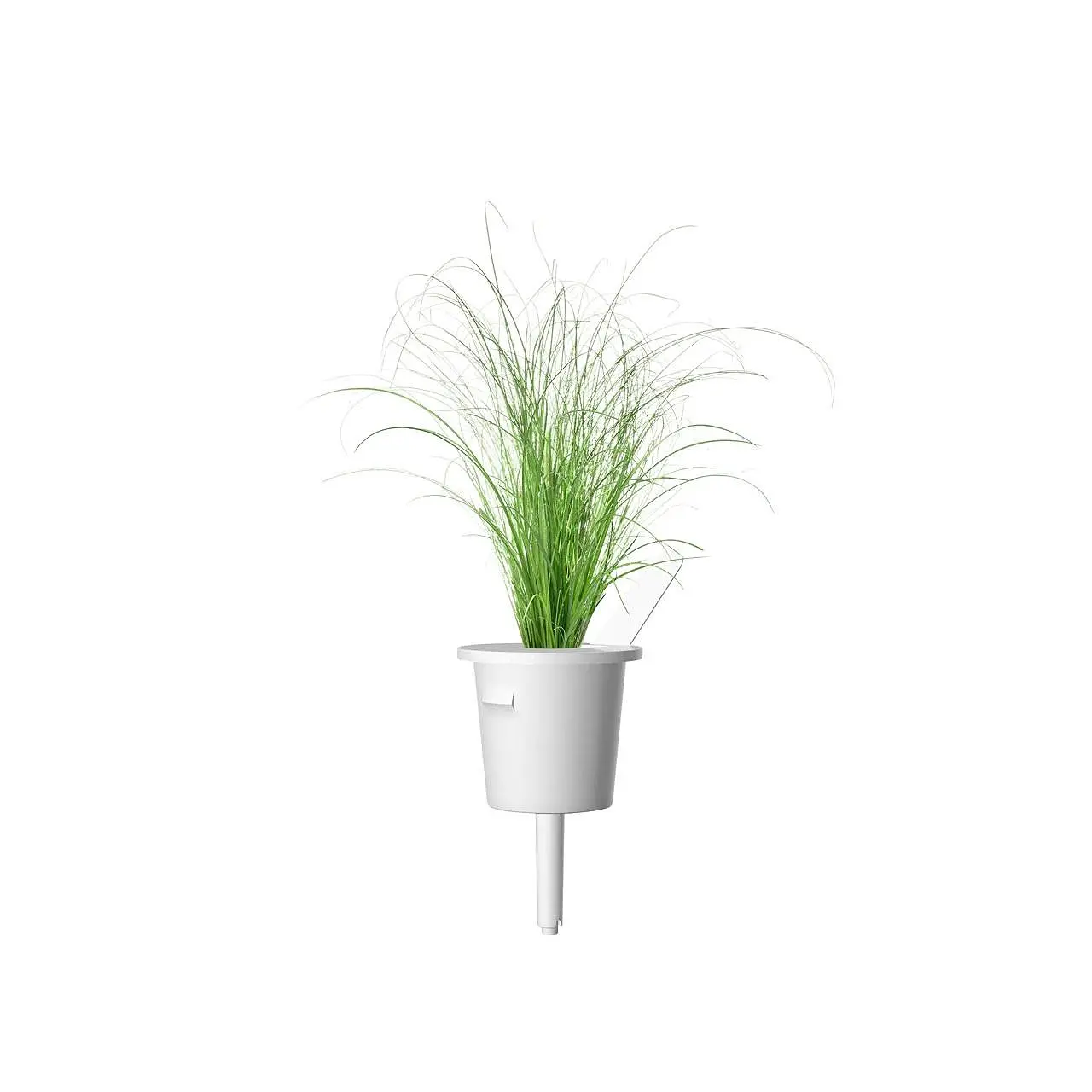 Семена Click and Grow Декоративна трева, 3 броя - image 2