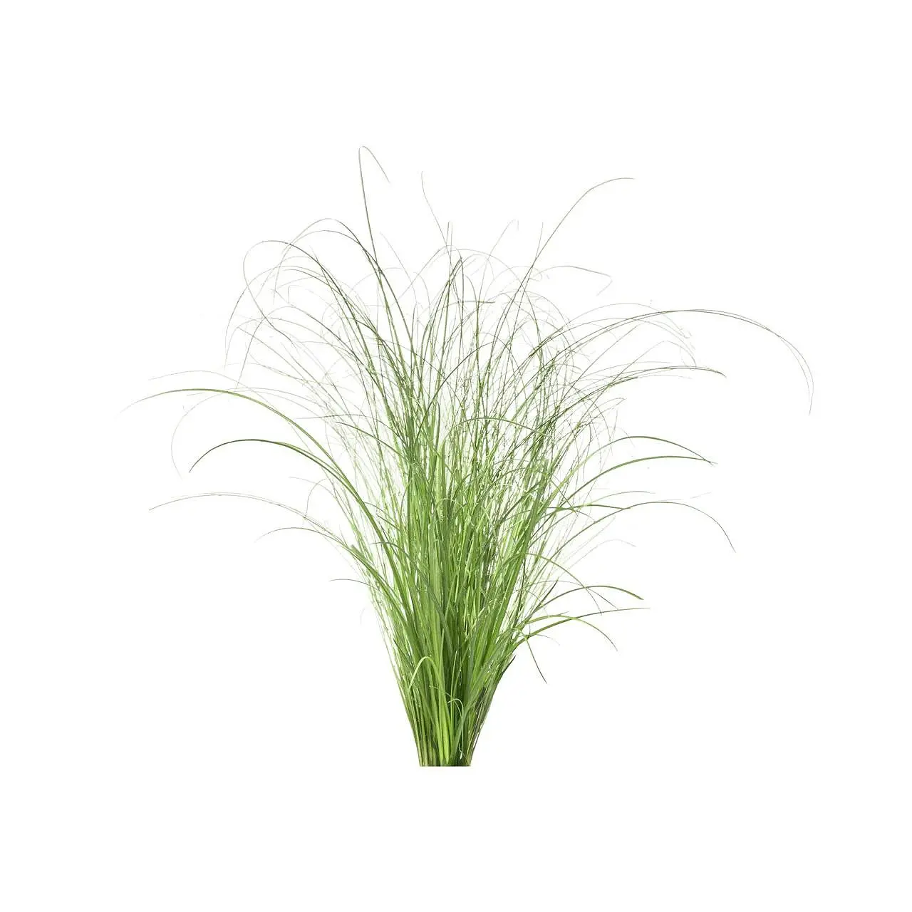Семена Click and Grow Декоративна трева, 3 броя - image 1